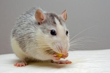 Mis peaks vastlapäeva rottidel laual olema: mida loom armastab