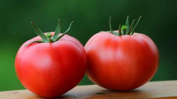 Tomatid: vere vedeldamiseks, ravi hüpertensioon, diabeet ja isegi onkoloogias
