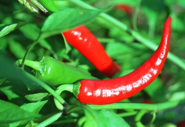 Kuuma paprika.