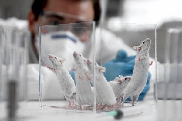 Uuring osutus väga oluliseks, kuid on oluline arvestada, et rottide ja inimeste struktuur on endiselt erinev (Foto: newsland.com)
