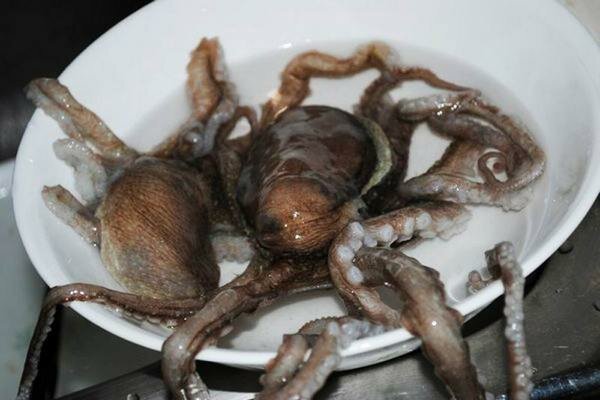 Elav kaheksajalg saab suurepärase õhtusöögi (Foto: prompx.info)
