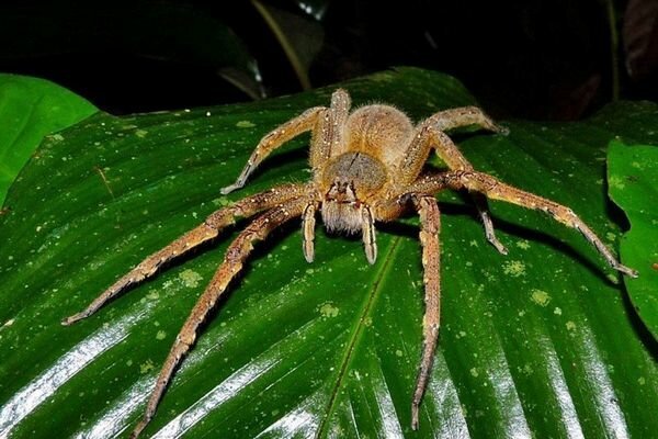Isegi väikeste ämblike hammustus võib olla ohtlik (Foto: topcafe.su)