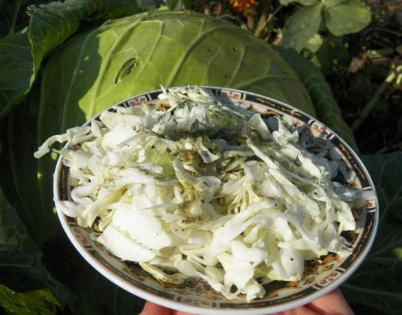 Kapsas-salatit Kapustova noorendamine