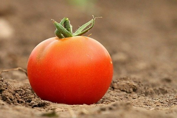 Paljud inimesed hoiavad tomateid külmkapis. Selgub, et see on viga (Foto: pixabay.com)