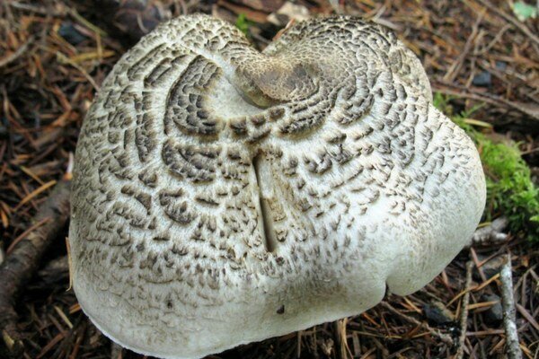 Selle seene toksiinid võivad põhjustada surma (Foto: Pixabay.com)